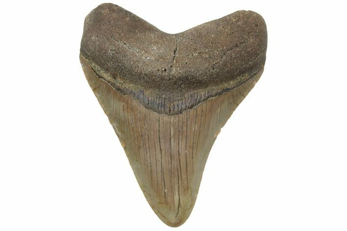 Fossil Megalodon Tooth - North Carolina #225824